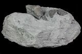 Devonian Brachiopod and Eldregeops - New York #70918-3